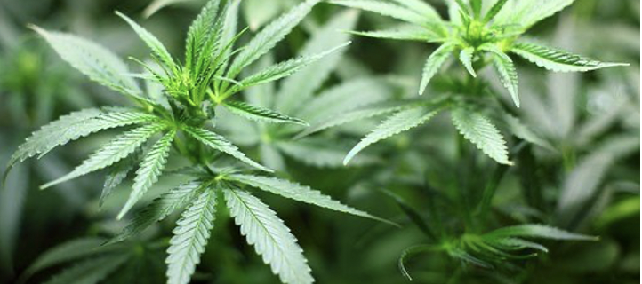 Bipartisan Bill Calls for the Legalization of Recreational Marijuana in Pennsylvania