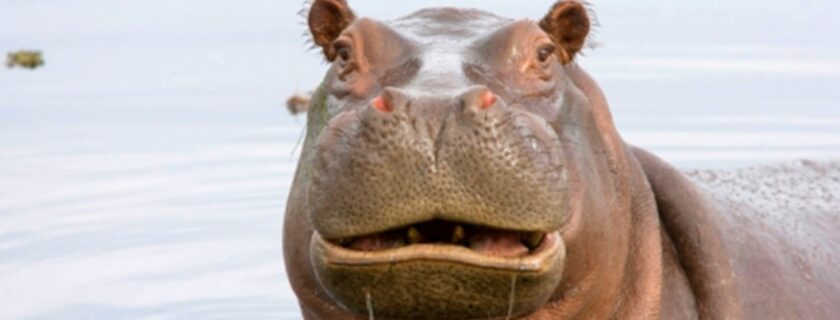 Hippos are Hungry, Hungry for Legal Standing