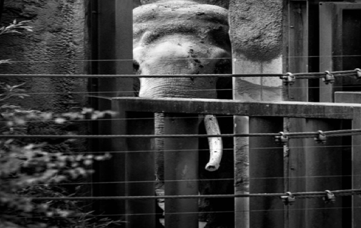 New York Denies “Personhood” for Elephant in Bronx Zoo