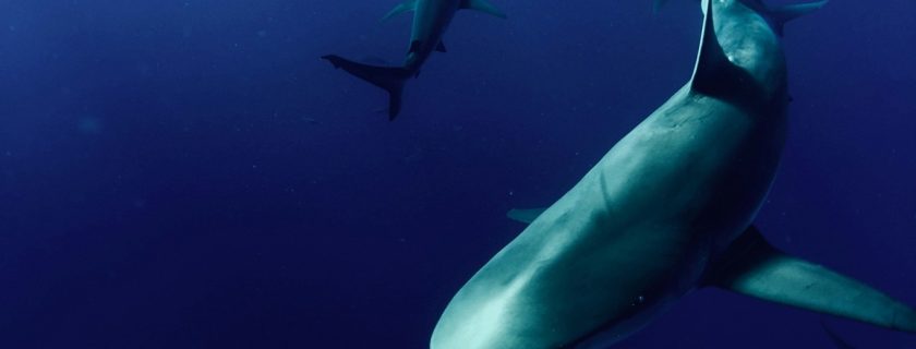 Deadline to Extinction: When Agencies Stall and Species Pay